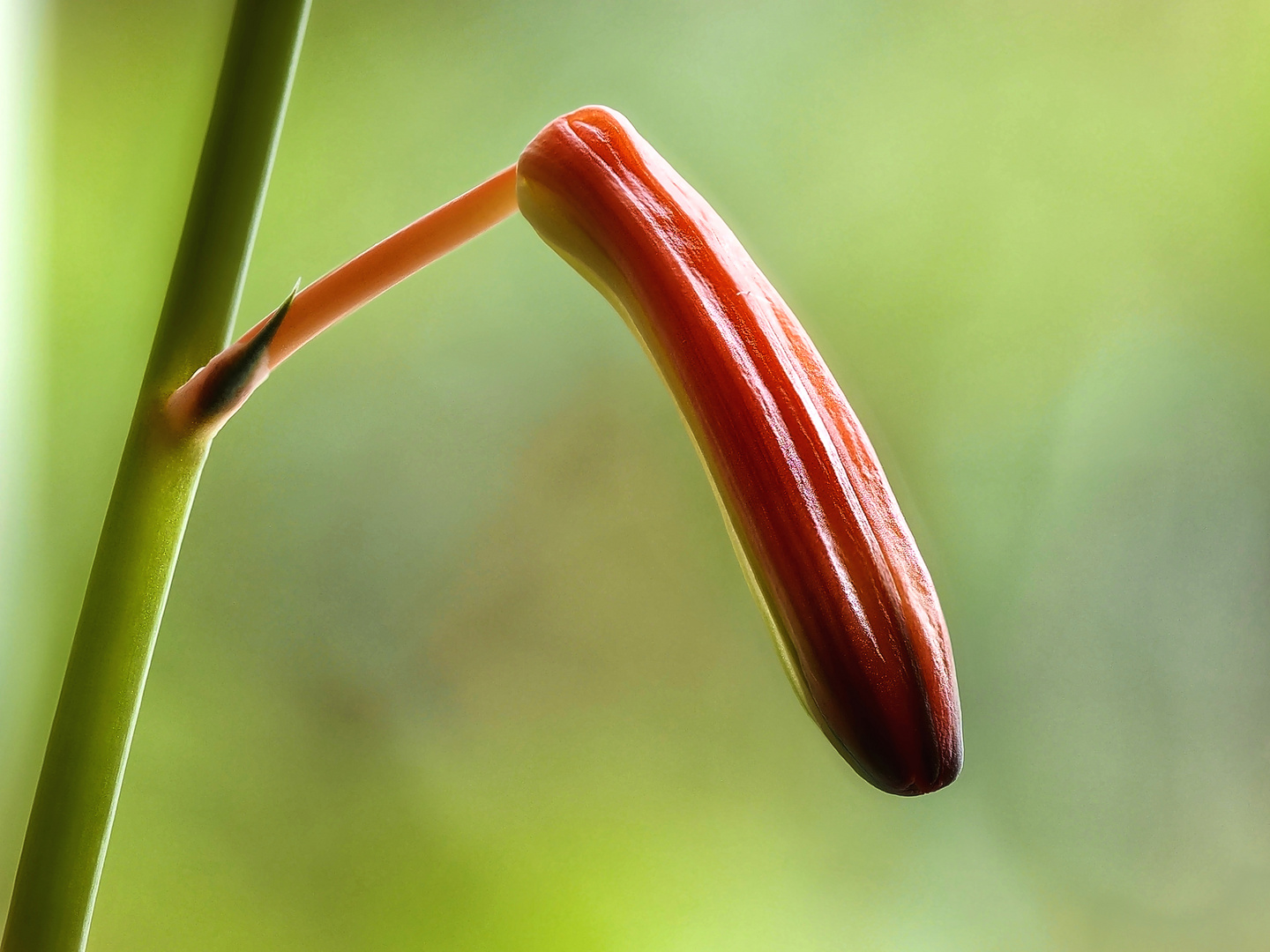 Aloe