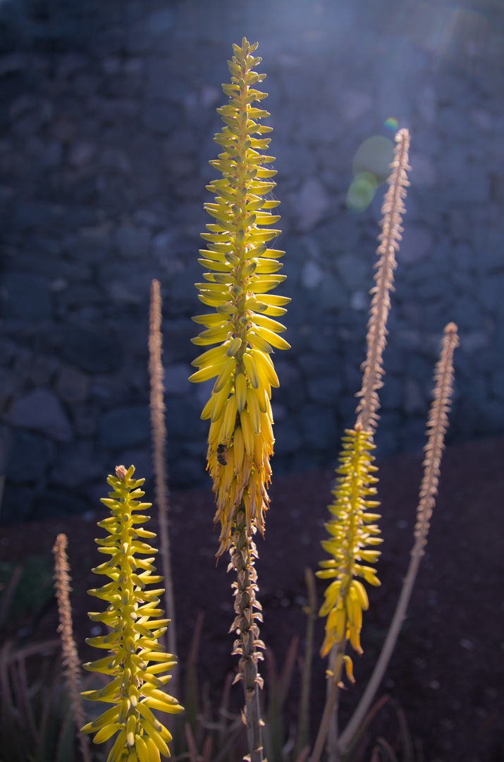 Aloe