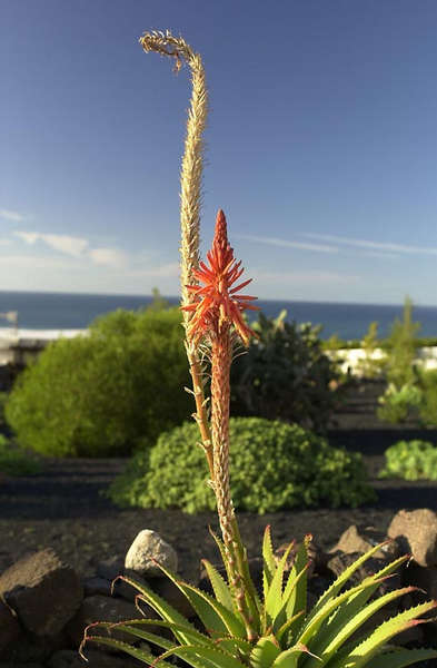 Aloe a la Lava