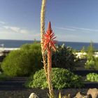 Aloe a la Lava