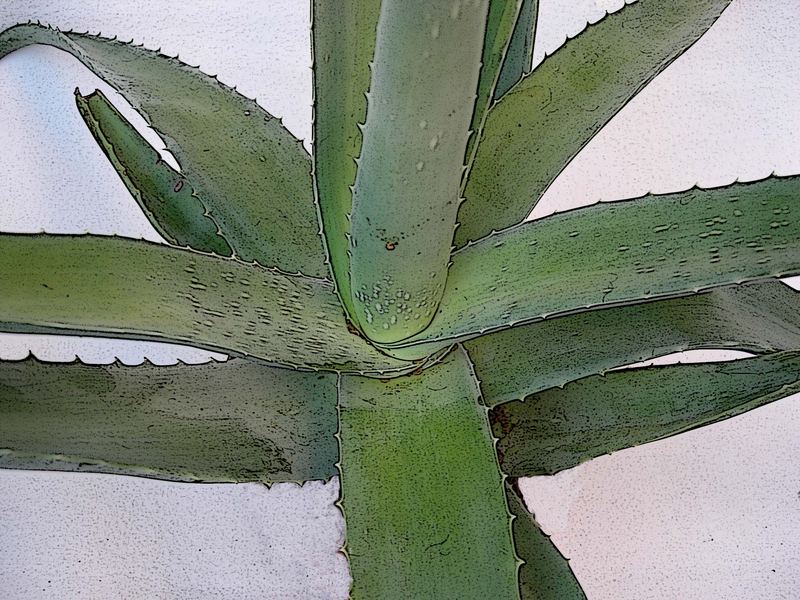 ALOE