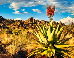 Aloe