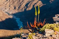 Aloe am Fish River Canyon