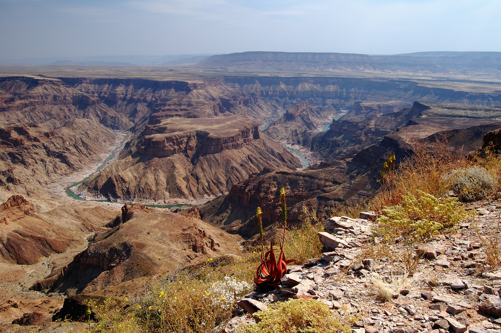 Aloe am Rande des Canyons