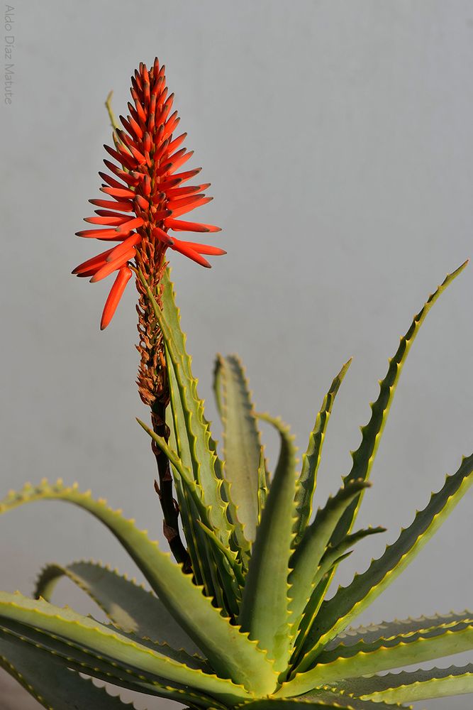 Aloe arborescens