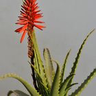 Aloe arborescens