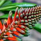 Aloe Arborescens