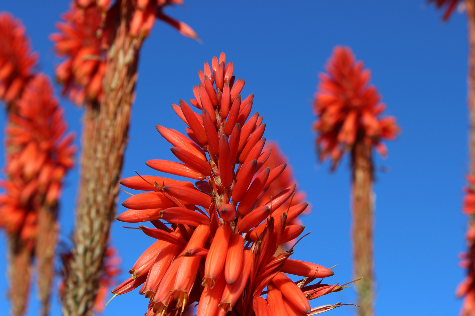 Aloe arborescens