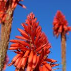 Aloe arborescens