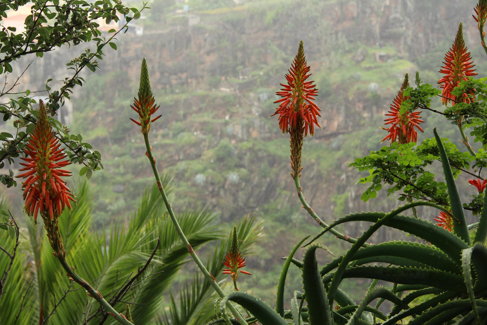 Aloe arborescens