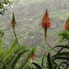 Aloe arborescens