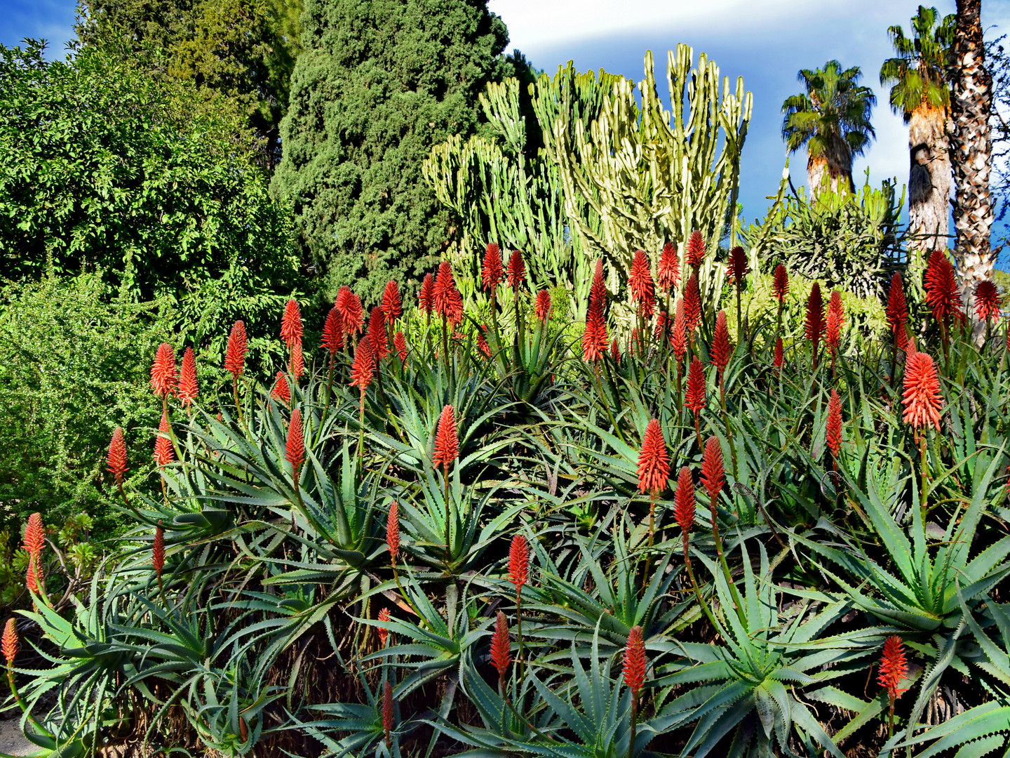 Aloe Arborescens