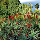 Aloe Arborescens