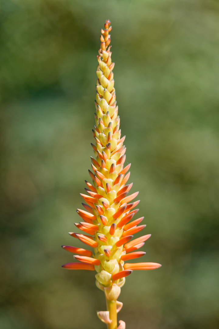 Aloe arborescens 