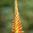 Aloe arborescens 