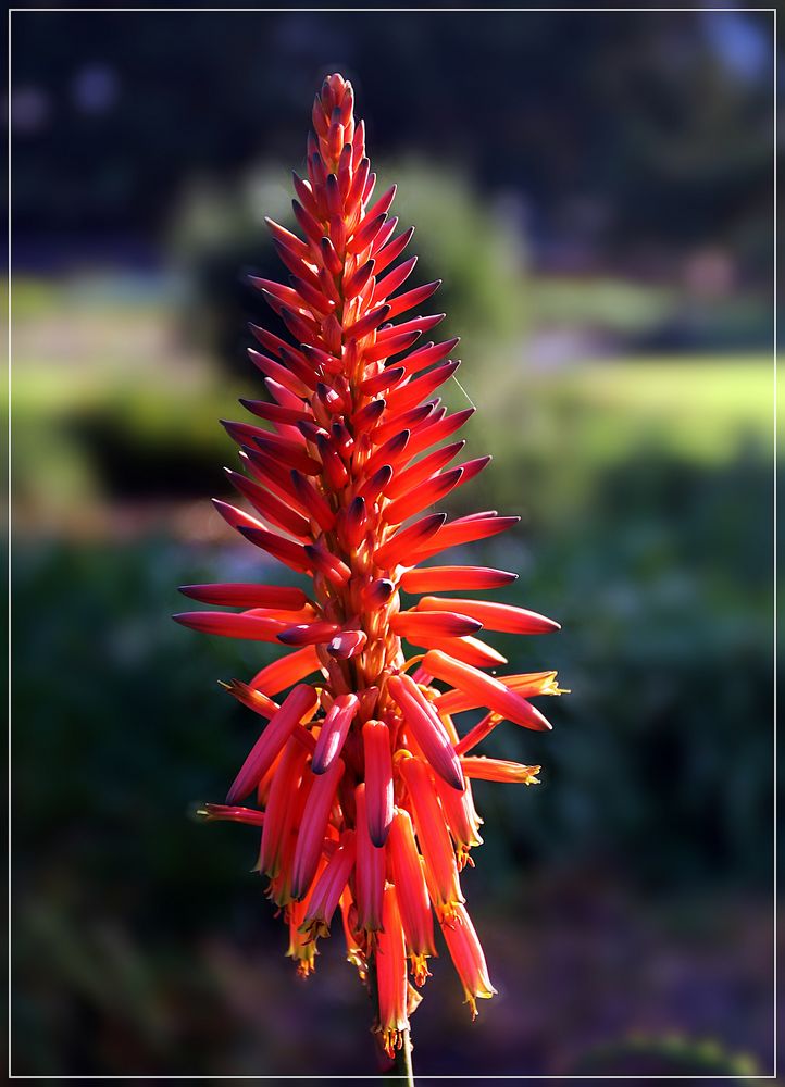 Aloe