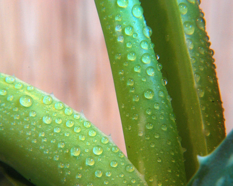 Aloe