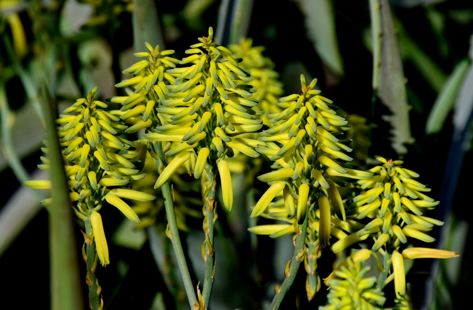 Aloe Barbadensis 