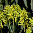 Aloe Barbadensis 