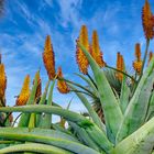 Aloe - Blüte