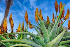 Aloe - Blüte