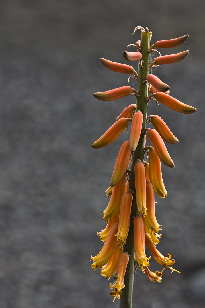 Aloe - Blüte