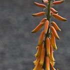 Aloe - Blüte