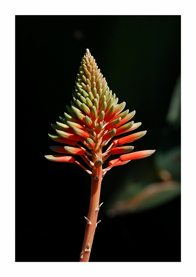 Aloe-Blüte
