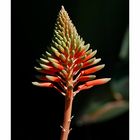 Aloe-Blüte