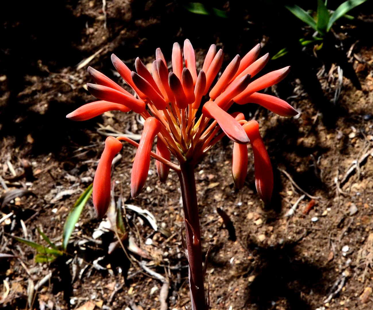 Aloe Blüten