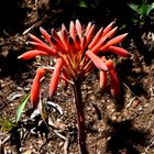 Aloe Blüten