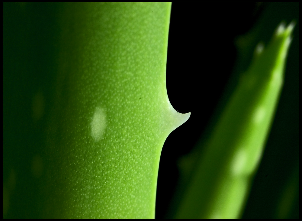 aloe