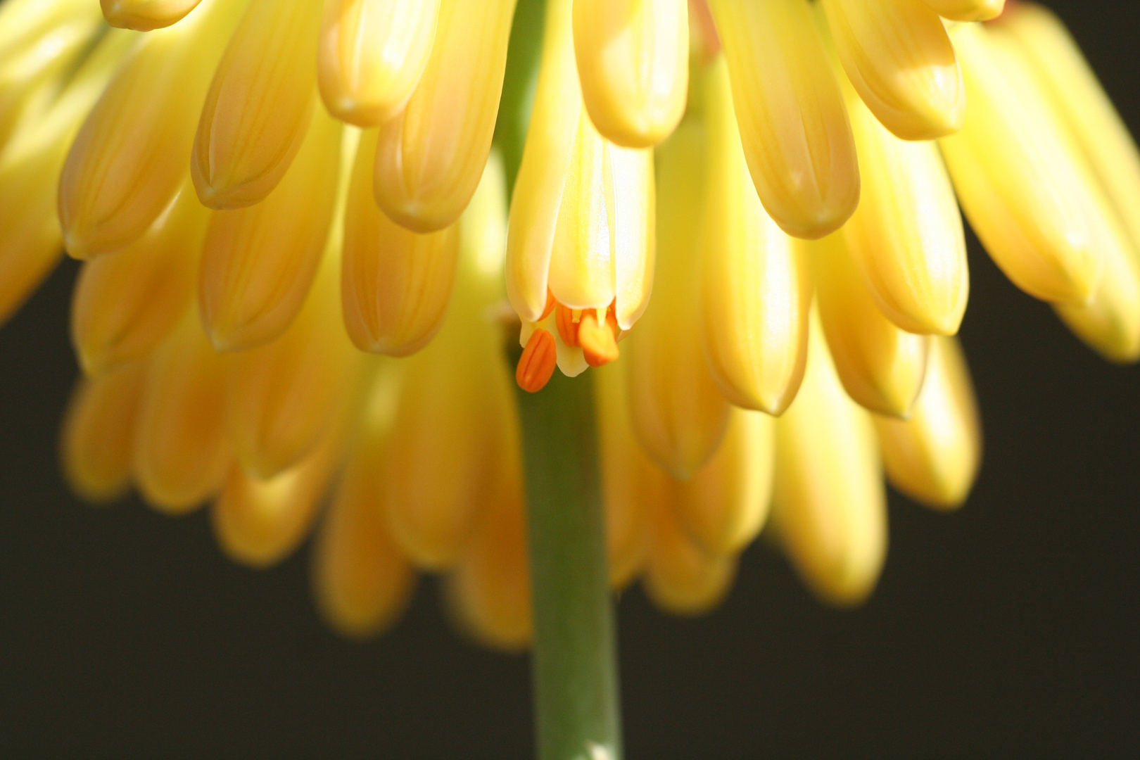 Aloe capitata