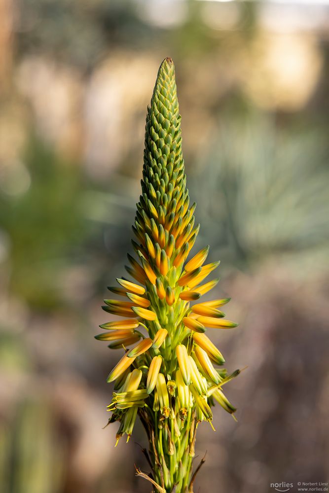 aloe cryptopoda baker