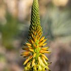 aloe cryptopoda baker