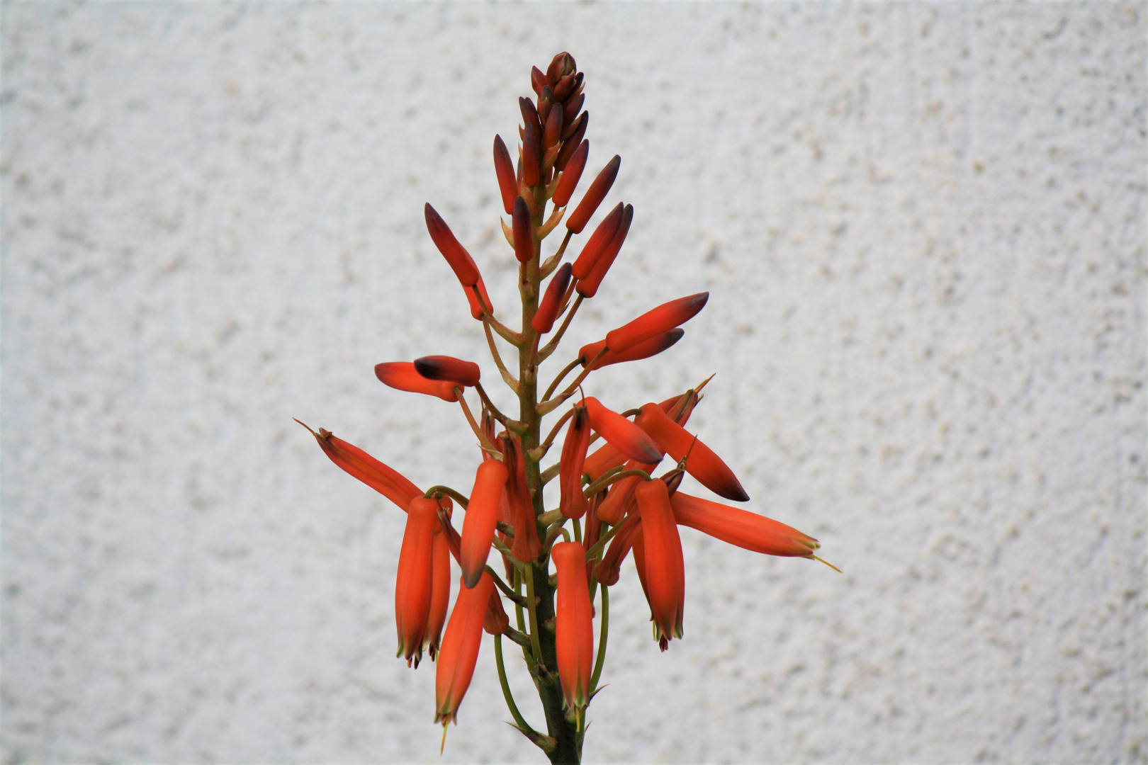 Aloe