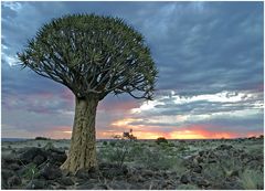 Aloe dichotoma