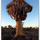 Aloe Dichotoma