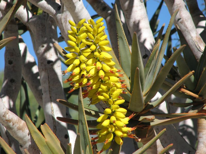 Aloe dichotoma in der Kalahari