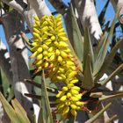 Aloe dichotoma in der Kalahari