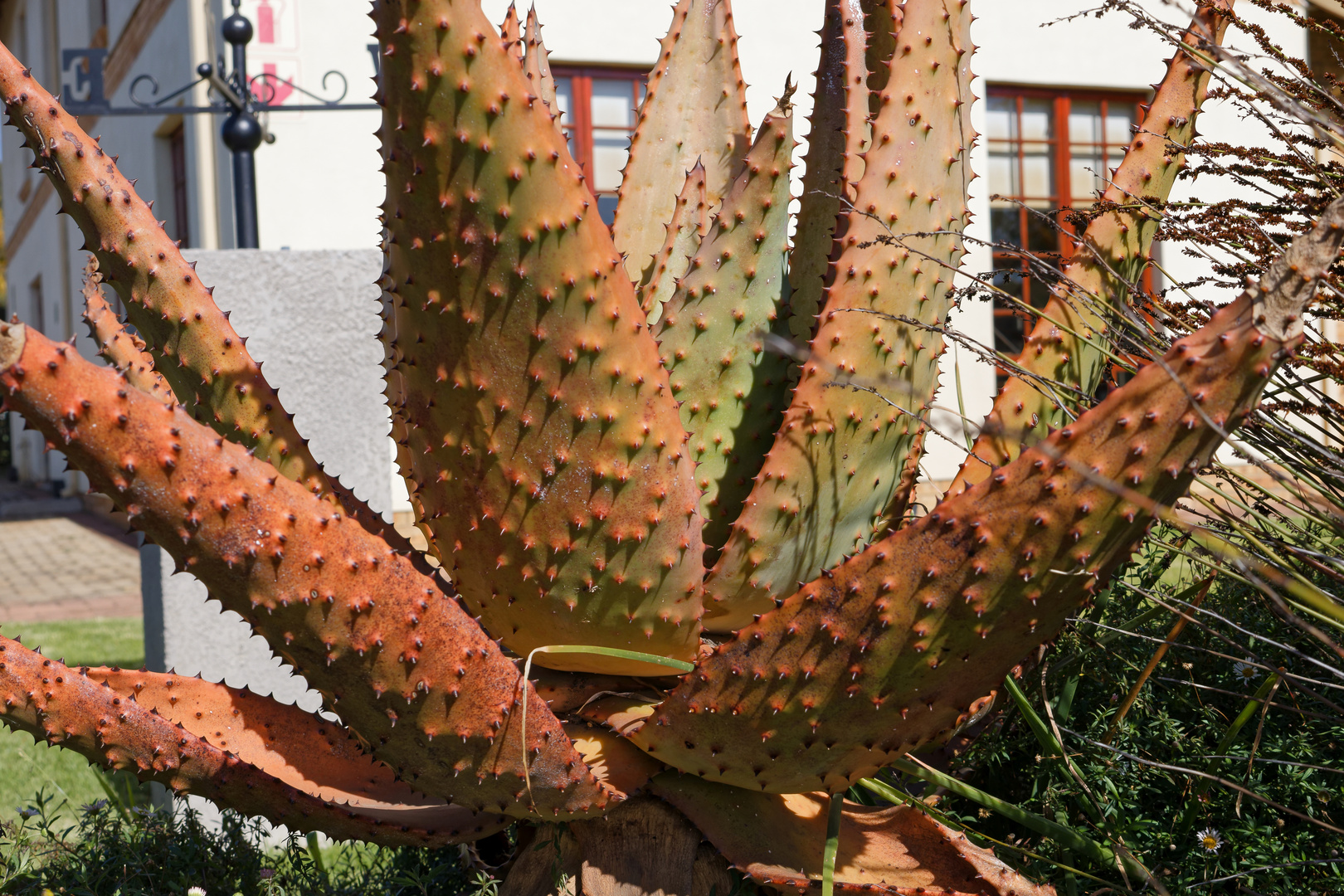 Aloe