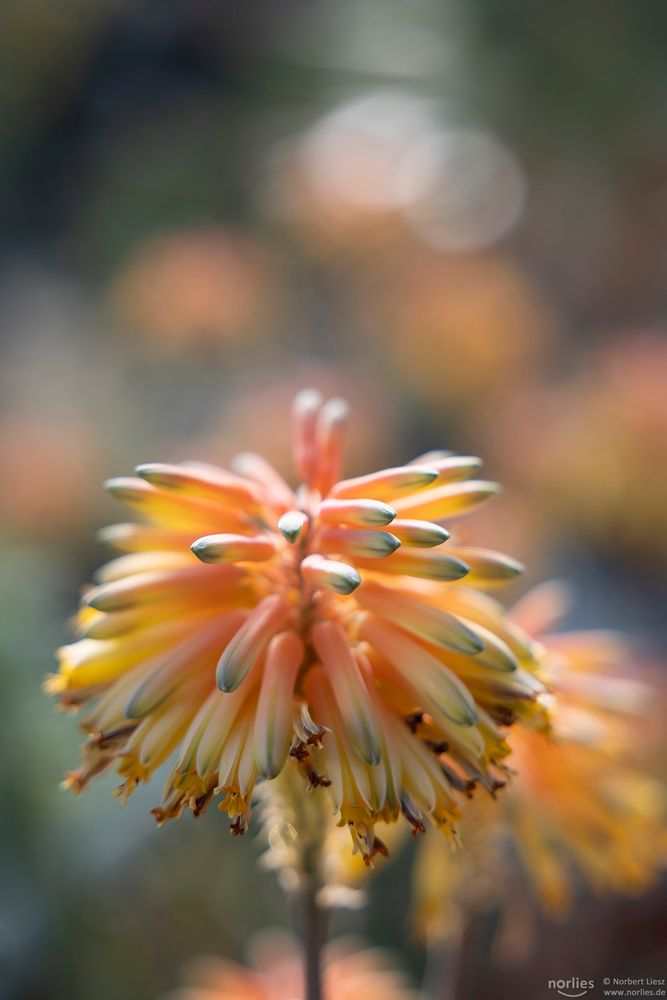 aloe elegans todaro