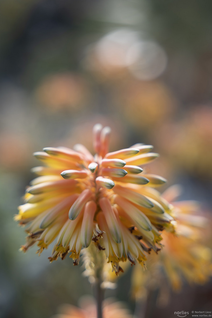 aloe elegans todaro