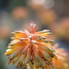 aloe elegans todaro