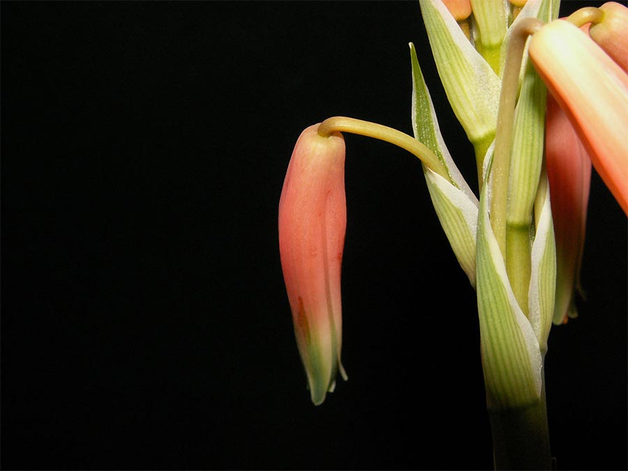 Aloe erblüht