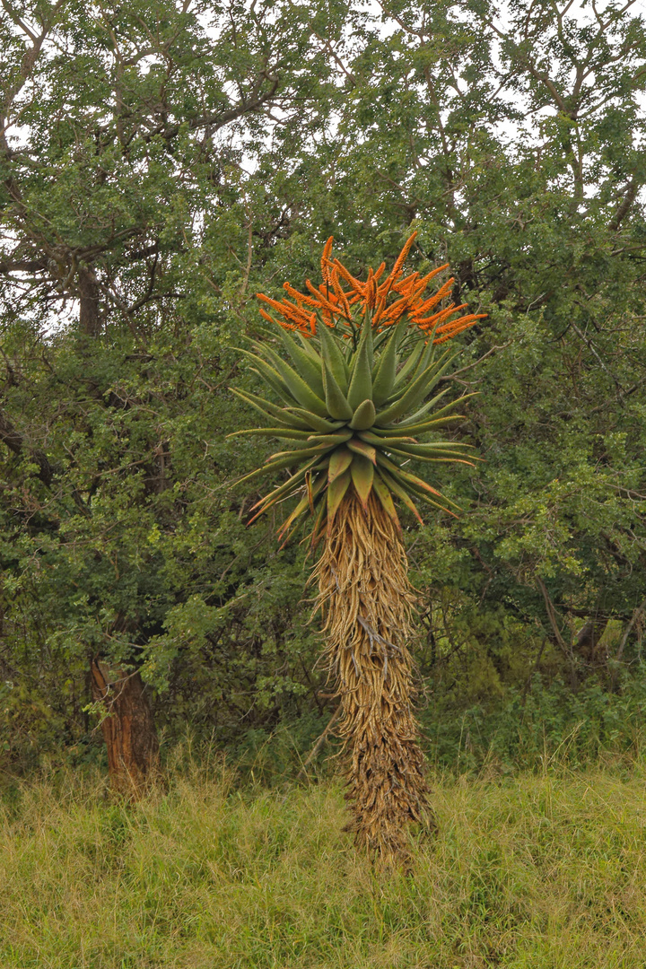 Aloe excelsa