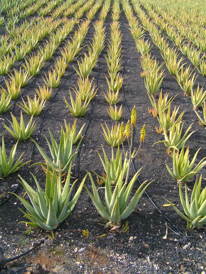 Aloe-Feld auf Lanzarote