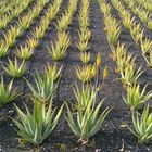 Aloe-Feld auf Lanzarote