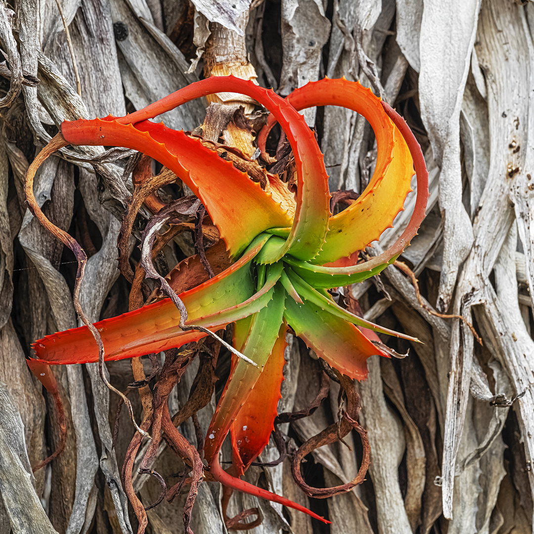 Aloe Ferex