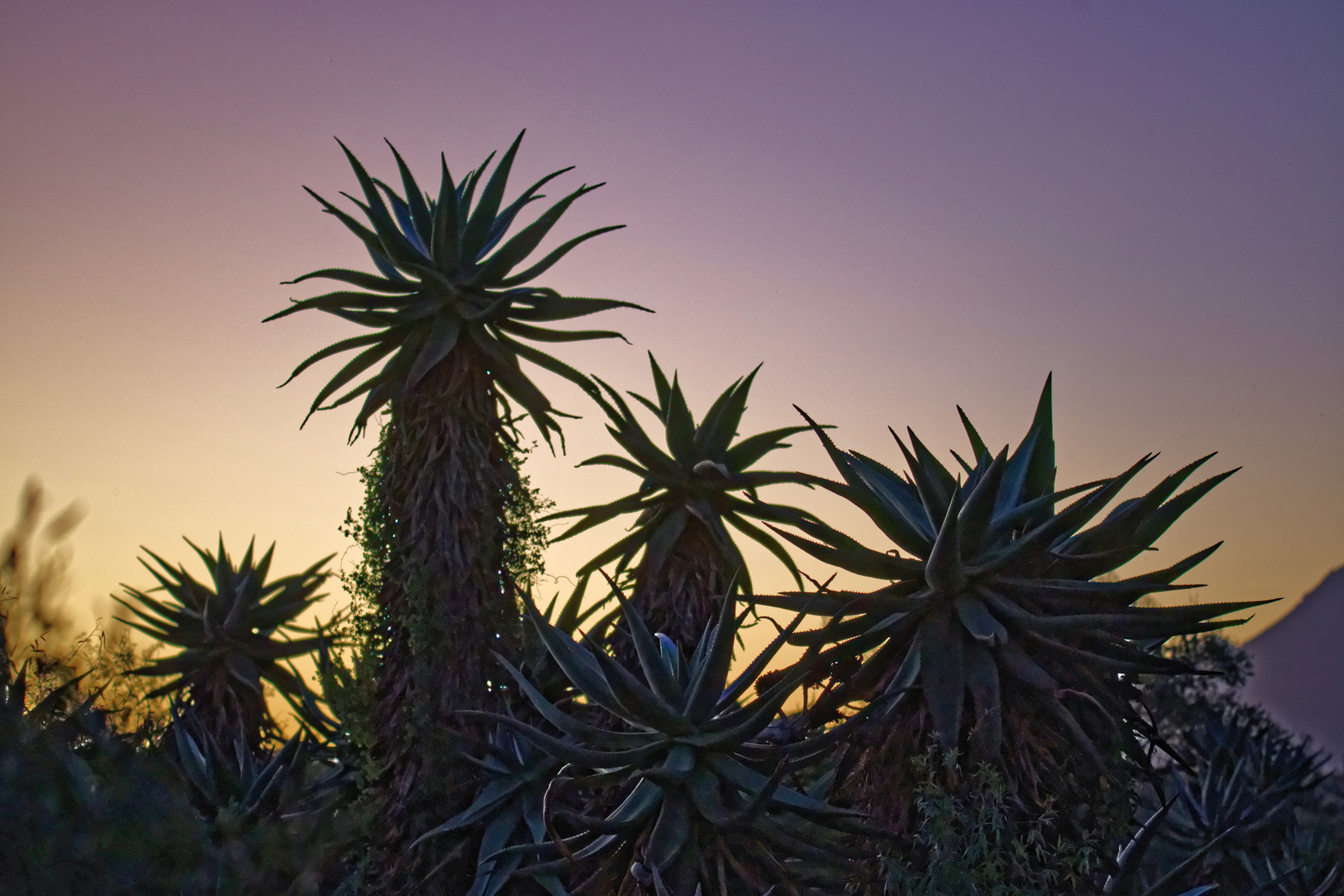 Aloe Ferox_1